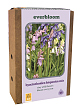 X 1 DOOS 25 EVERBLOOM HYACINTHOIDES HISP. MIX 7/8