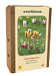 X 1 DOOS 20 EVERBLOOM TULIPA BELLE TULIPA MIX 6/+