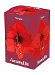 X 1 AMARYLLIS ROOD 28/30