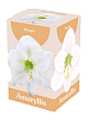 X 1 AMARYLLIS WIT 28/30
