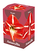 X 1 AMARYLLIS ROOD/WIT 28/30