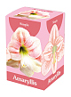 X 1 AMARYLLIS ROZE/WIT 28/30
