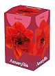 X 1 AMARYLLIS DUBBEL ROOD 28/30