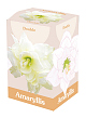 X 1 AMARYLLIS DUBBEL WIT 28/30
