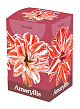 X 1 AMARYLLIS DUBBEL ROOD/WIT 28/30