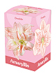 X 1 AMARYLLIS DUBBEL ROZE/WIT 28/30