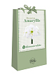 X 1 TAS 1 BLOOMING AMARYLLIS BLOSSOM WHITE 28/30