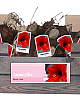 X 20 JUMBO AMARYLLIS ROOD INCL. LABEL 38/40