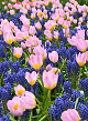X 100 DELICATE CONTRASTS I