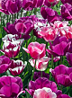 X 100 HARMONY OF PURPLES 11/12