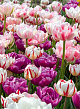 X 100 SPRING PEONIES 11/12