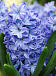 X   50 HYACINTHUS AQUA 15/16