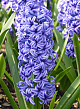 X   50 HYACINTHUS BLUE JACKET 15/16