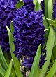 X   50 HYACINTHUS BLUE TROPHY 15/16