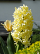 X   50 HYACINTHUS CITY OF HAARLEM 15/16