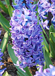 X   50 HYACINTHUS DELFTS BLAUW 15/16