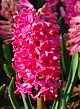 X   50 HYACINTHUS JAN BOS 17/18