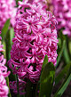 X   50 HYACINTHUS PINK PEARL 15/16
