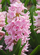 X   50 HYACINTHUS PINK SURPRISE 15/16