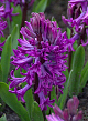 X   50 HYACINTHUS PURPLE SENSATION 15/16