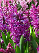 X   50 HYACINTHUS WOODSTOCK 15/16