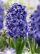 X   50 HYACINTHUS DUBBEL BLAUW 15/16