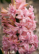 X   50 HYACINTHUS DUBBEL ROZE 15/16