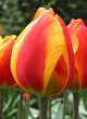 X 100 TULIPA FLAIR 11/12