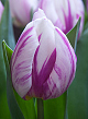 X 100 TULIPA FLAMING PRINCE 11/12