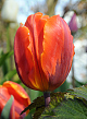 X 100 TULIPA HERMITAGE 11/12