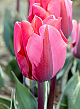 X 100 TULIPA PRETTY PRINCESS 11/12