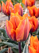 X 100 TULIPA PRINSES IRENE 11/12