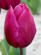 X 100 TULIPA PURPLE PRINCE 12/+