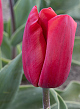 X 100 TULIPA RED PARADISE 11/12