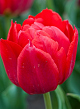 X 100 TULIPA ABBA 12/+