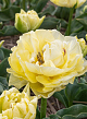 X 100 TULIPA AVANT GARDE 11/12