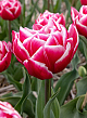 X 100 TULIPA COLUMBUS 12/+