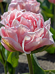 X 100 TULIPA DREAMER 11/12