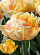 X 100 TULIPA FOXY FOXTROT 11/12