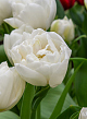 X 100 TULIPA MONDIAL 11/12