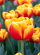 X 100 TULIPA SHELL 11/12