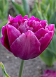 X 100 TULIPA SHOWCASE  12/+