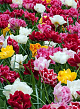 X 100 TULIPA DOUBLE EARLY MIX 11/12