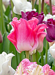 X 100 TULIPA CROWN OF DYNASTY 11/12