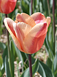 X 100 TULIPA APRICOT FOXX 12/+