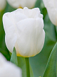 X 100 TULIPA CALGARY 11/12