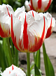 X 100 TULIPA CARNAVAL DE RIO 12/+