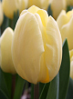X 100 TULIPA CREME FRAICHE 11/12