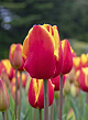 X 100 TULIPA DENMARK 12/+
