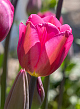 X 100 TULIPA DON QUICHOTTE 11/12